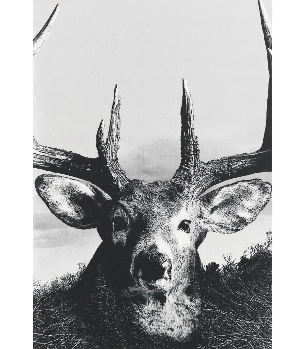 Legendary Buck Gray Gaiter